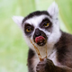 Image for article titled Lemurs find food by following their nose—it always knows!
